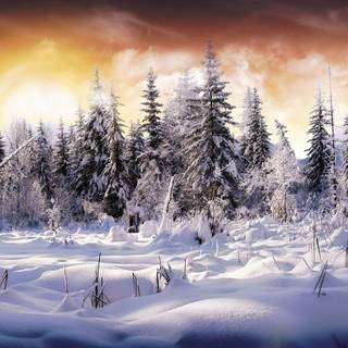 Free winter wallpaper