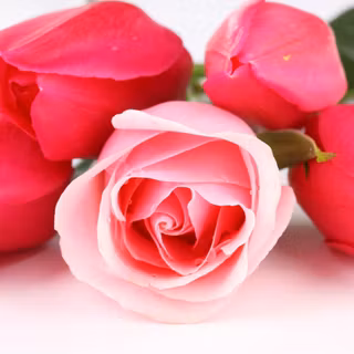 Wallpaper flowers desktop