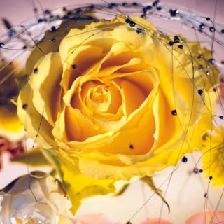 Yellow rose flower wallpaper