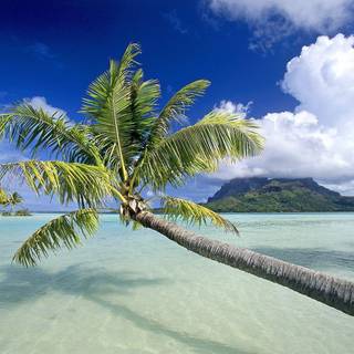 Tropical wallpaper free