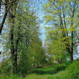 Amazon rainforest wallpaper