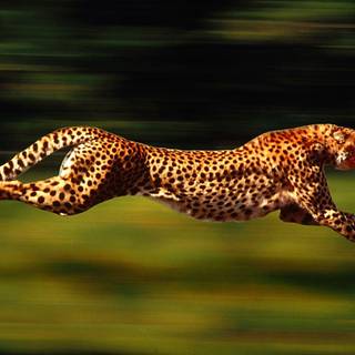 Cheetah wallpaper HD