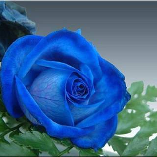Blue rose background