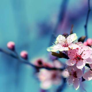 Flower picture wallpaper