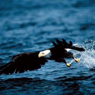 Eagle desktop wallpaper