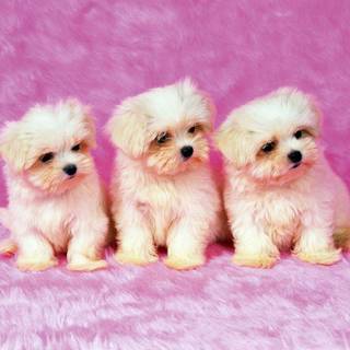 Pic of puppys