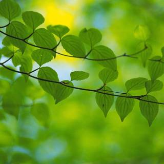 Desktop wallpaper themes