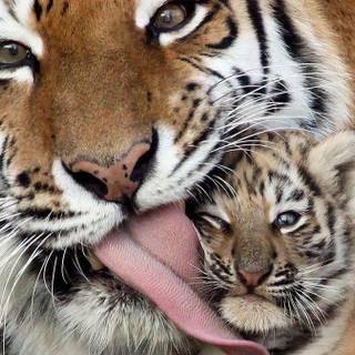 Cute pictures of tigers