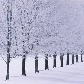 Free snow wallpaper