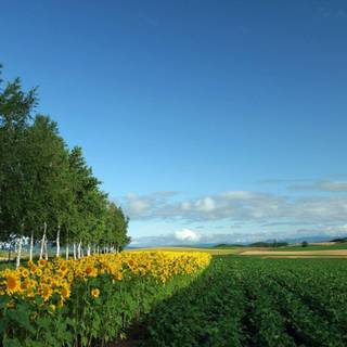 Free nature background images