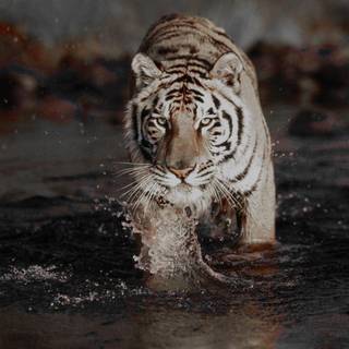 Angry white tiger