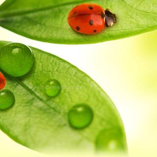 Ladybug backgrounds