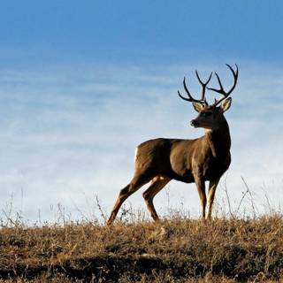 Mule deer wallpaper