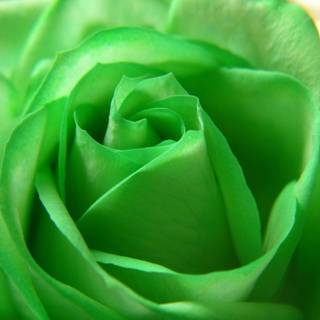 Pictures of green roses