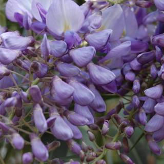 Wisteria images