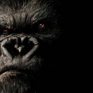 King Kong wallpaper
