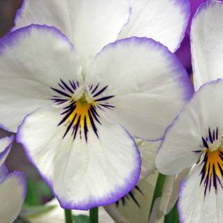 Free flower wallpaper for desktop