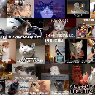 Lol cats wallpaper