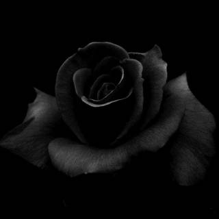 Black rose wallpaper