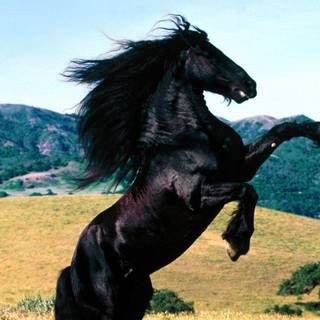 Friesian horse wallpaper