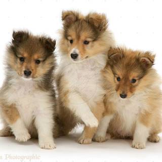 Shetland sheepdog wallpaper