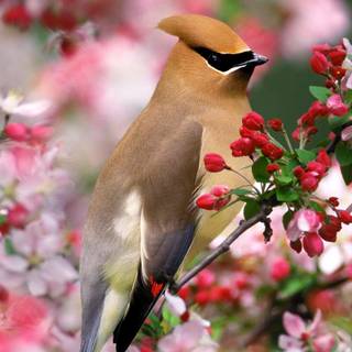 Desktop backgrounds birds