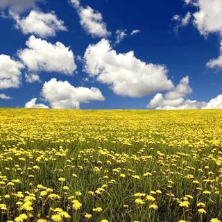 Flower field wallpaper