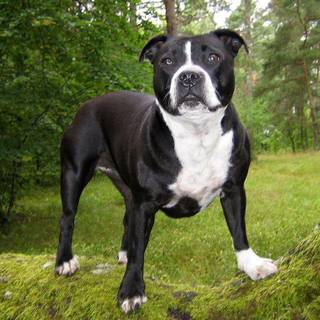 Pitbull dog wallpaper