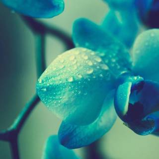 Beautiful HD pictures