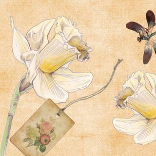 Dragonflies wallpaper