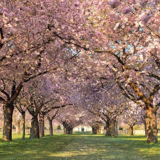 Beautiful spring wallpaper