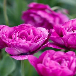 Spring flowers wallpaper free