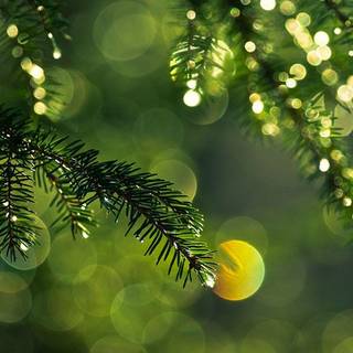 Pine tree wallpaper