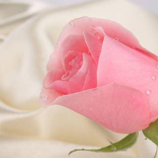 Beautiful roses wallpaper