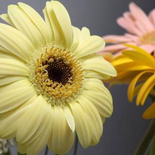 Background pictures for laptop