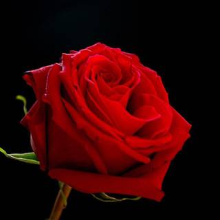 Red rose black background