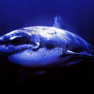 Great white wallpaper