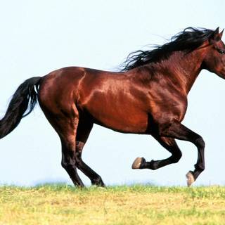 Scene girl wallpaper