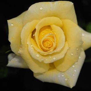 Yellow rose flower wallpaper