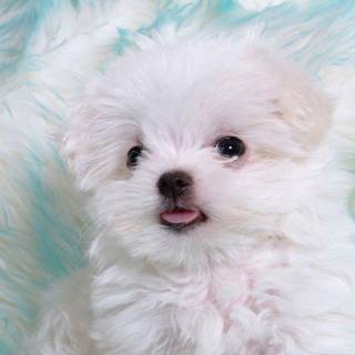 Cute animal backgrounds