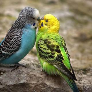 Love birds wallpaper