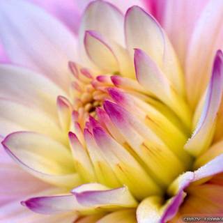 Pictures of floweres