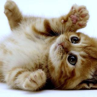 Cute kitten pictures wallpaper
