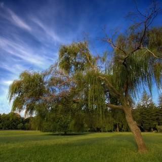 HD nature wallpaper 1080p