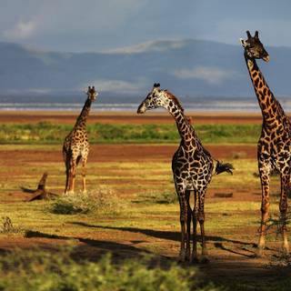 Giraffe desktop background