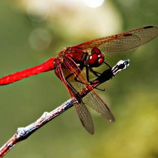 Dragonfly screensaver