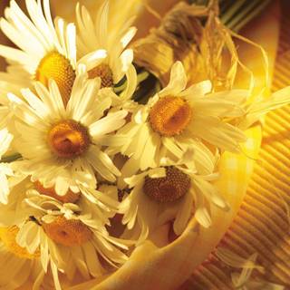 Flower desktop wallpaper