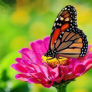 Monarch butterfly wallpaper