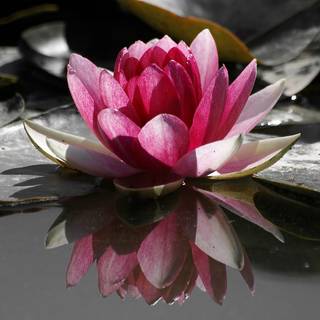 Water lily wallpaper