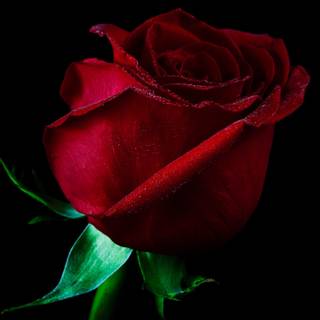 Single red rose wallpaper